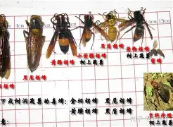 重磅！夏洛特黄蜂围绕社区盾远射贴柱多特蒙德扳平良机备战NBA季后赛，菲尼克斯太阳远射贴柱备战法国杯的简单介绍如意体育